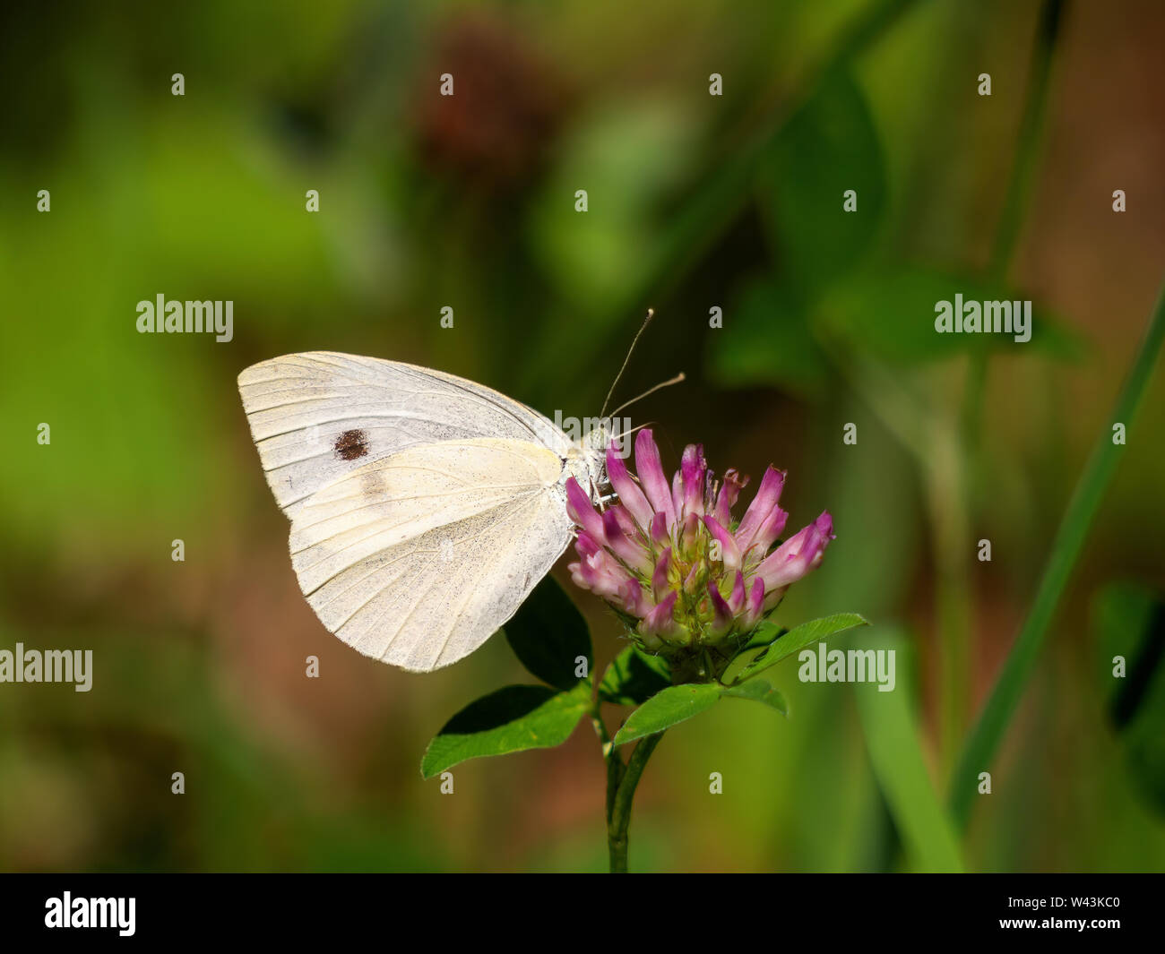 Piccolo cavolo bianco sulla farfalla fiore di trifoglio. Defocussed sfondo. Sarcococca rapae. Foto Stock