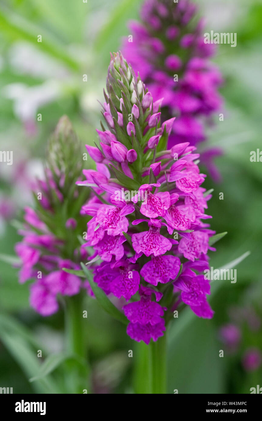 X Dactylorhiza foliosa fiori. Frondose orchid. Foto Stock