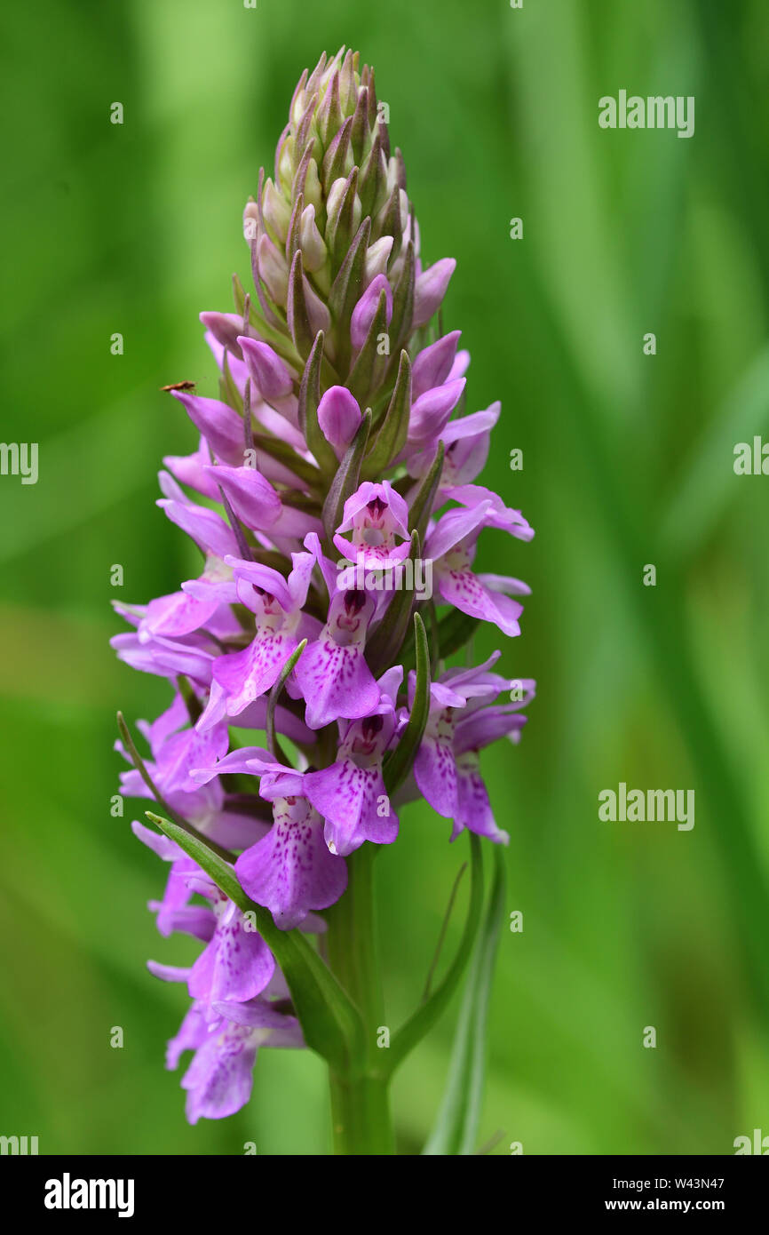 In prossimità di una palude meridionale (orchidea Dactylorhiza Praetermissa) in fiore Foto Stock