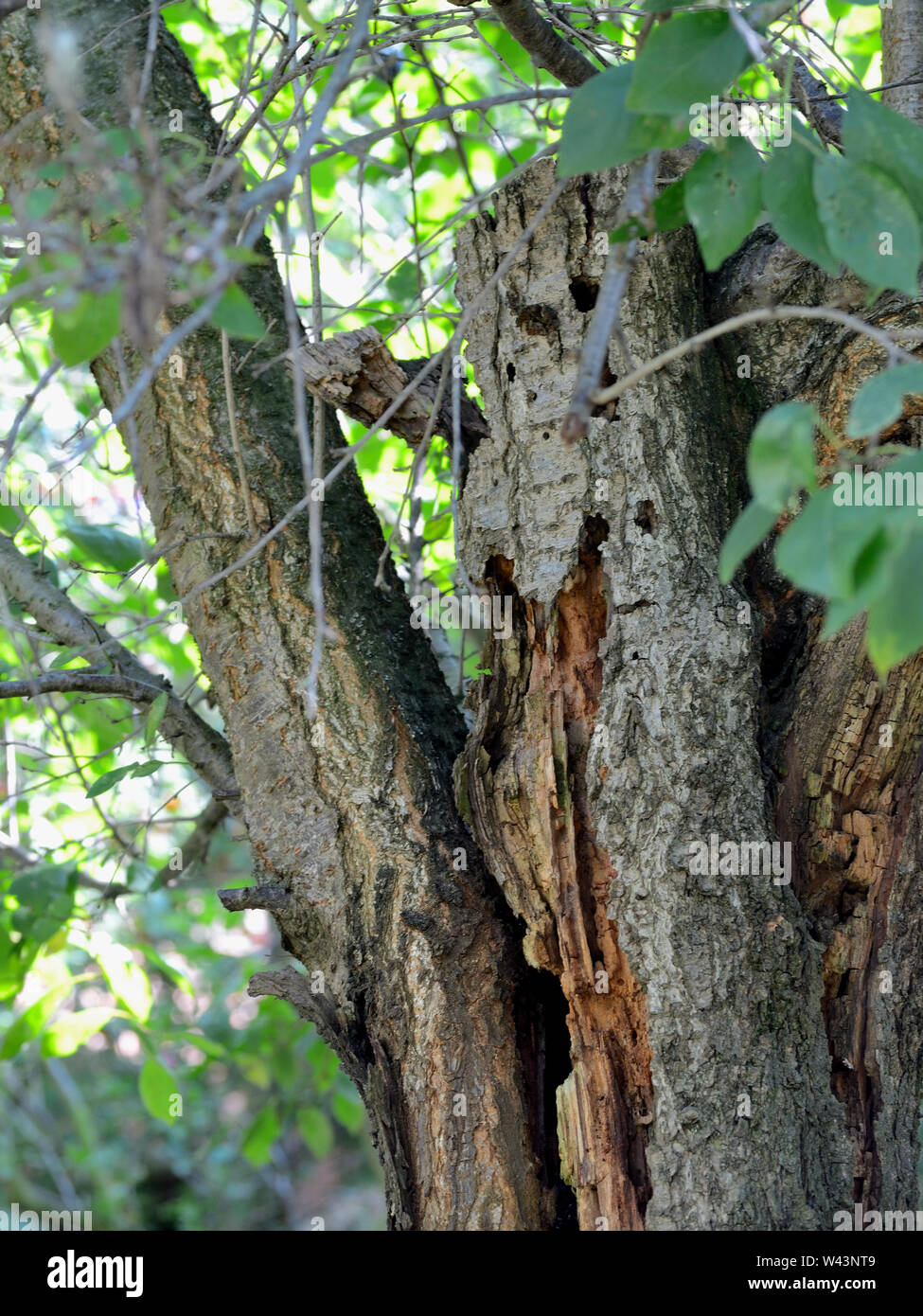 Il vecchio albero di prugna è marciume Foto Stock