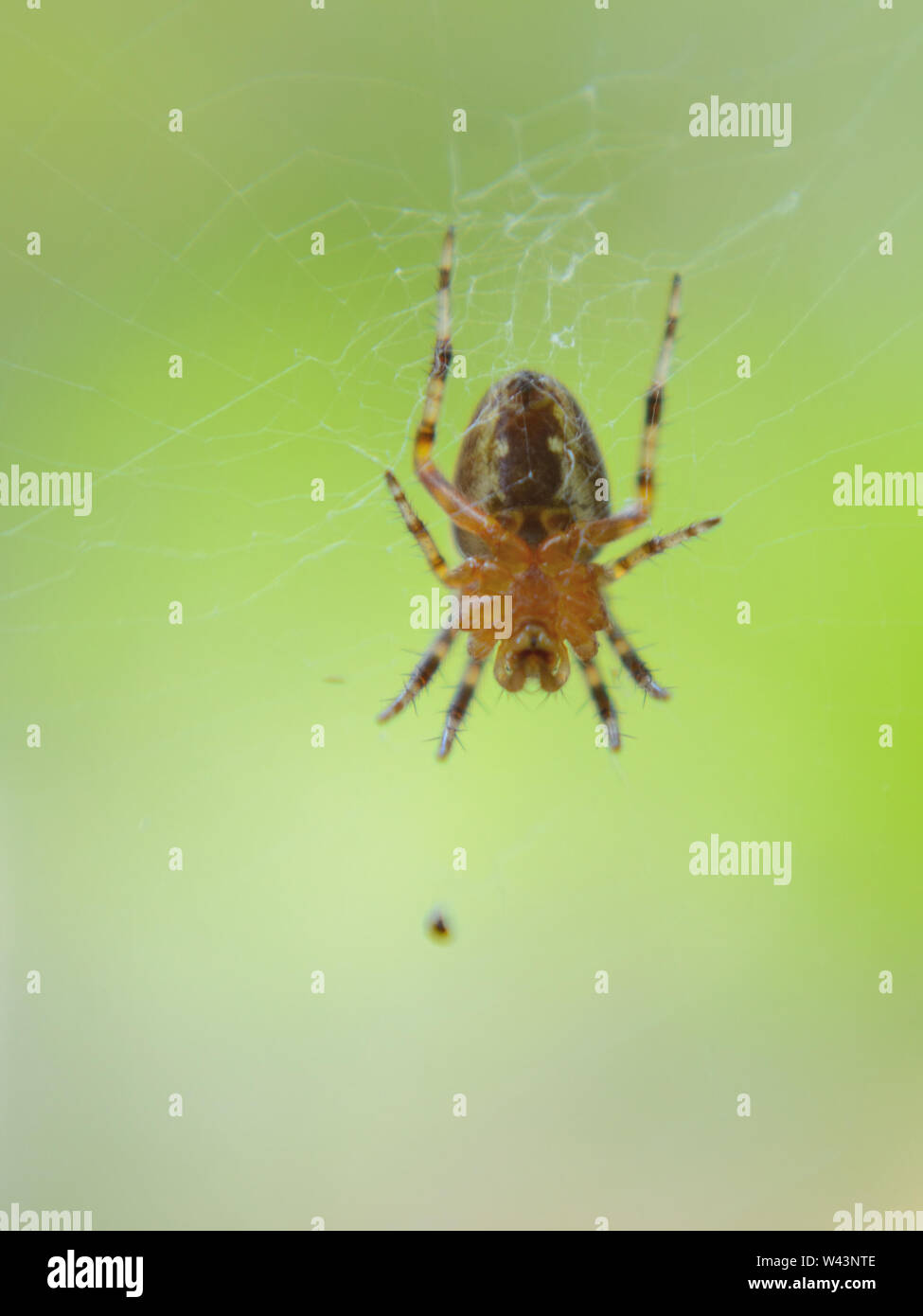 Giardino europeo spider, cross-orb weaver spider, Araneus diadematus Foto Stock