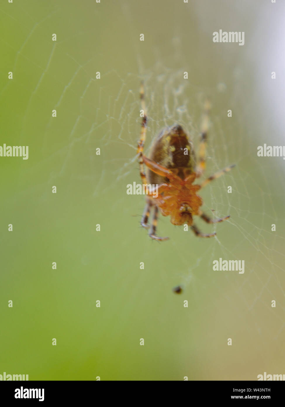 Giardino europeo spider, cross-orb weaver spider, Araneus diadematus Foto Stock