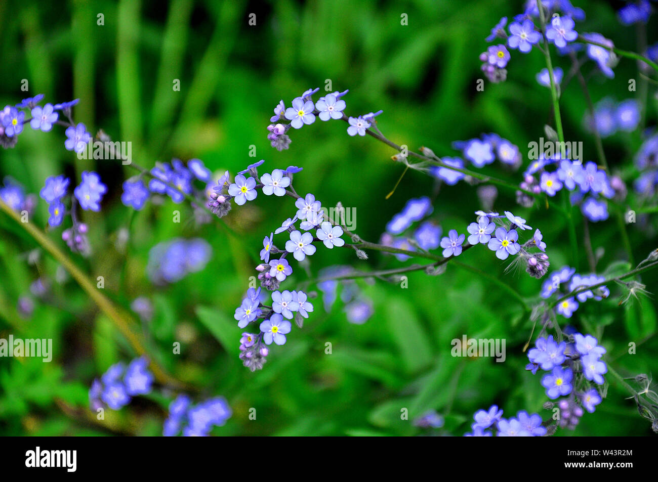 Piccoli fiori blu di dimenticare-me-non nell'erba verde. Molla di sorprendenti fiori selvatici. Foto Stock