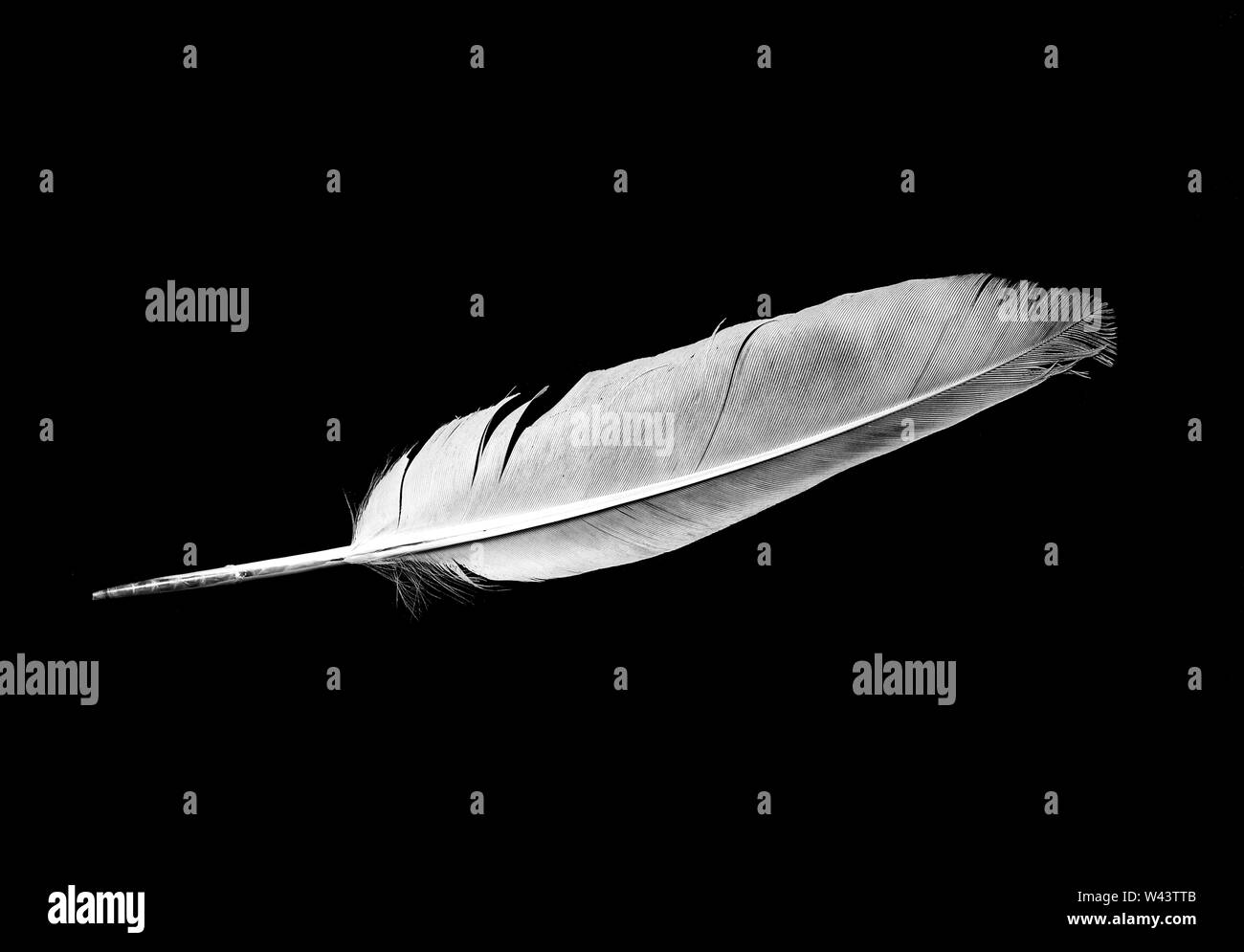 Colomba piuma uccello isolato giù su uno sfondo nero Foto Stock