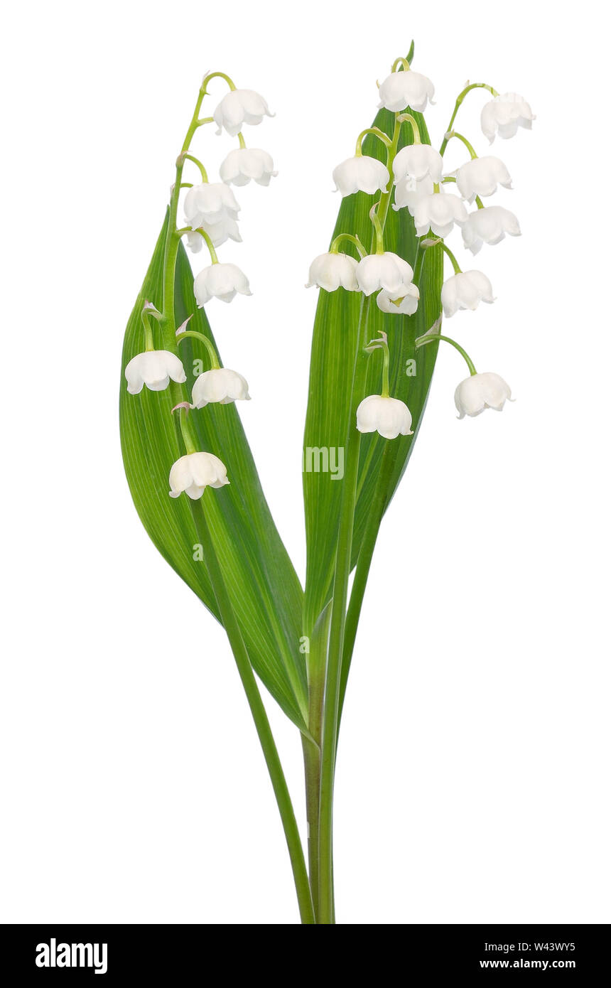 Convallaria majalis fiori isolati su sfondo bianco Foto Stock