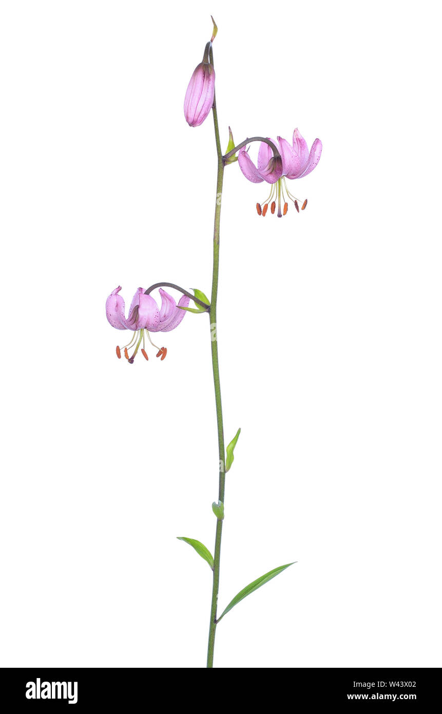 Il Lilium martagon (giglio martagon) fiore isolato su sfondo bianco Foto Stock