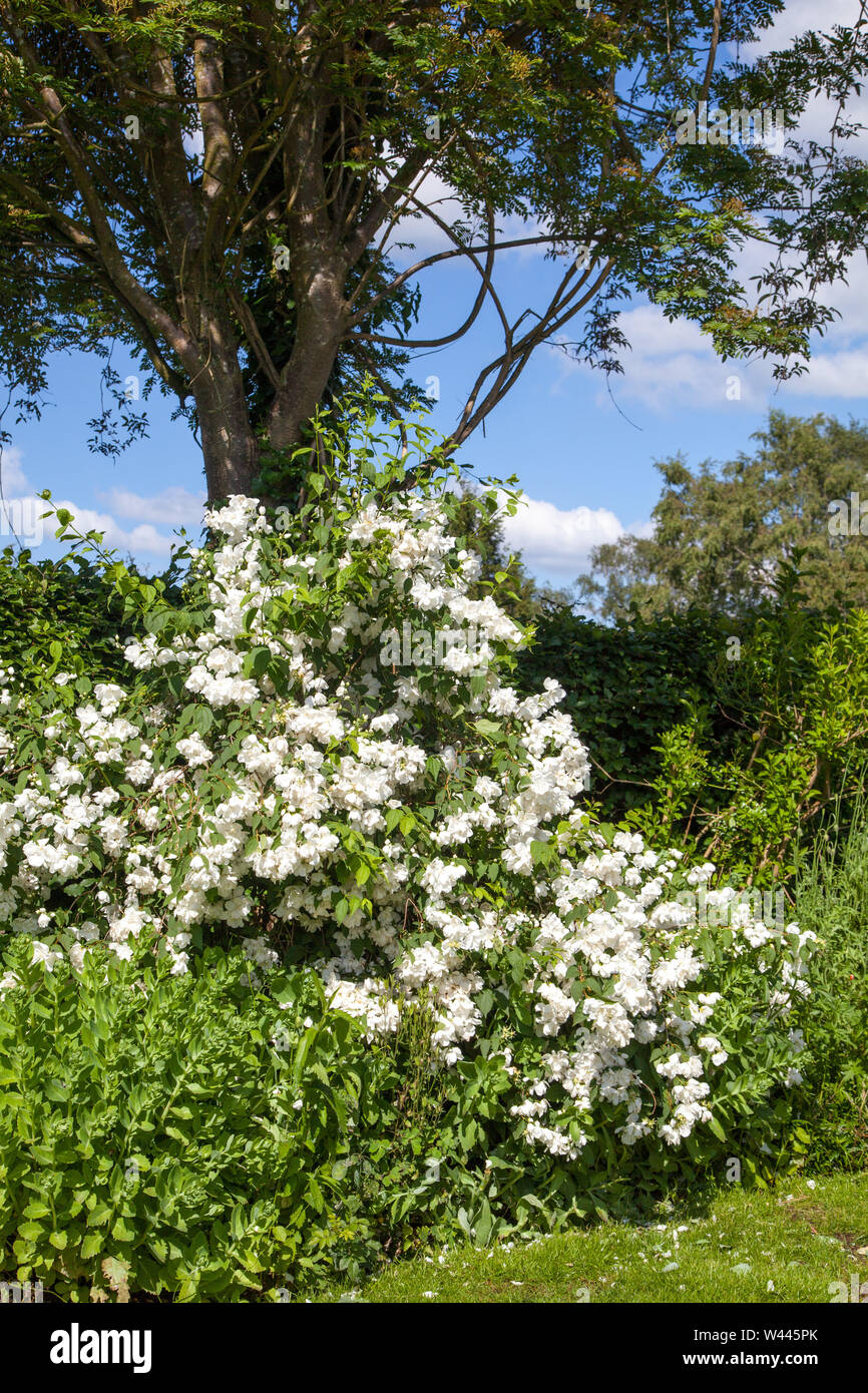 Mock Orange filadelfo in crescita in un paese di lingua inglese giardino Foto Stock