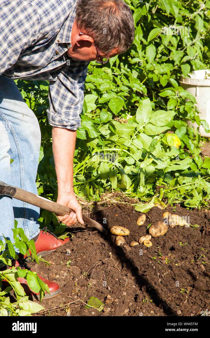 Giardiniere sollevamento raccolta scavando le patate di primizia in un orto sul suo riparto con una forcella di giardino Foto Stock