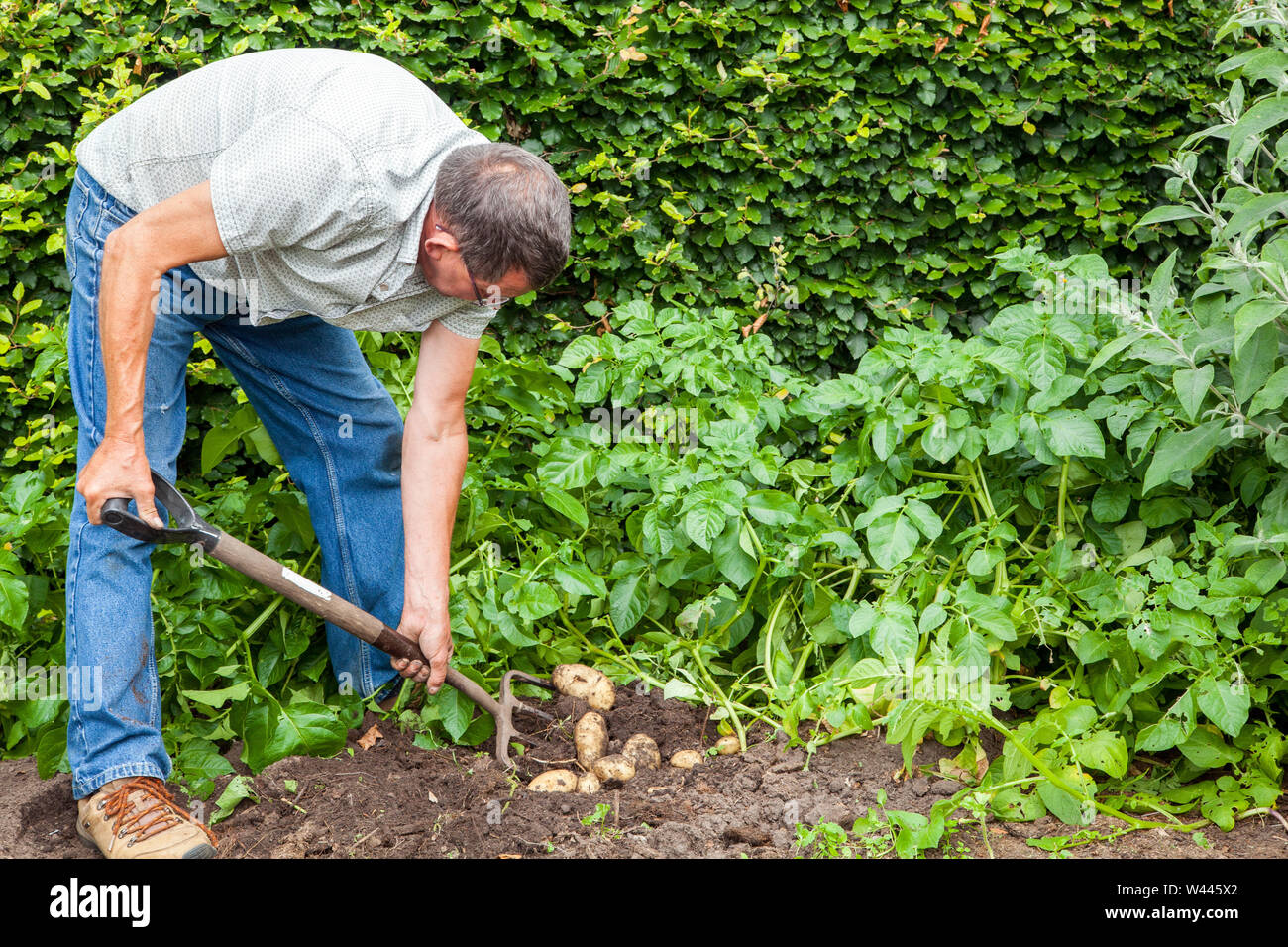 Giardiniere sollevamento raccolta scavando le patate di primizia in un orto sul suo riparto con una forcella di giardino Foto Stock