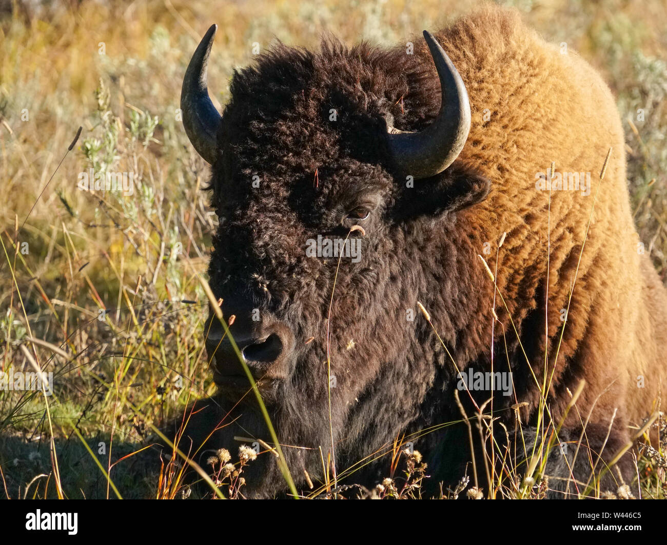 Un bisonte americano Bull si appoggia nell'erba nel tardo pomeriggio Foto Stock Un bisonte americano Bull si appoggia nell'erba nel tardo pomeriggio Foto Stock