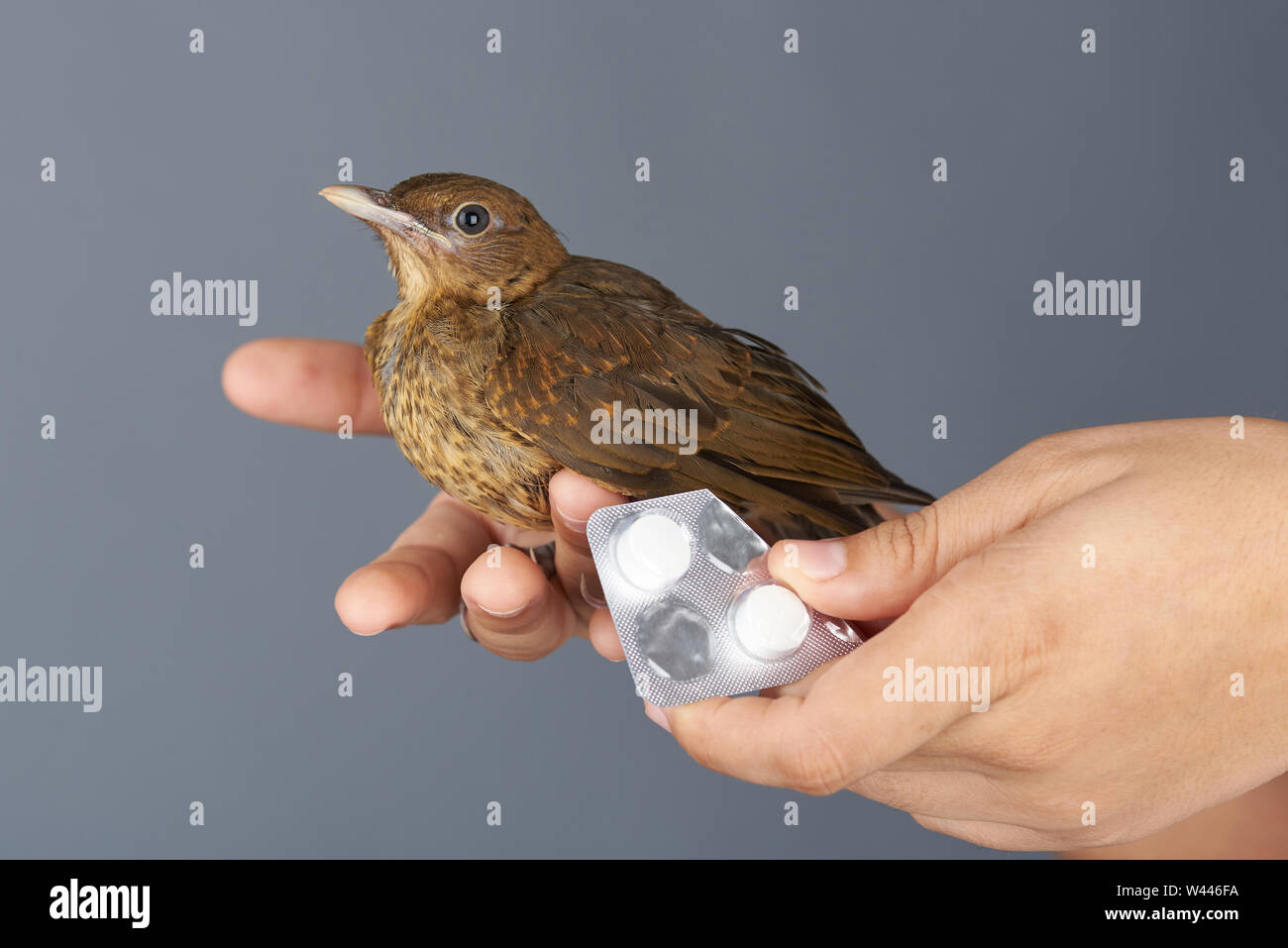 Dare pillole medicinali al piccolo uccello isolato su sfondo grigio Foto Stock