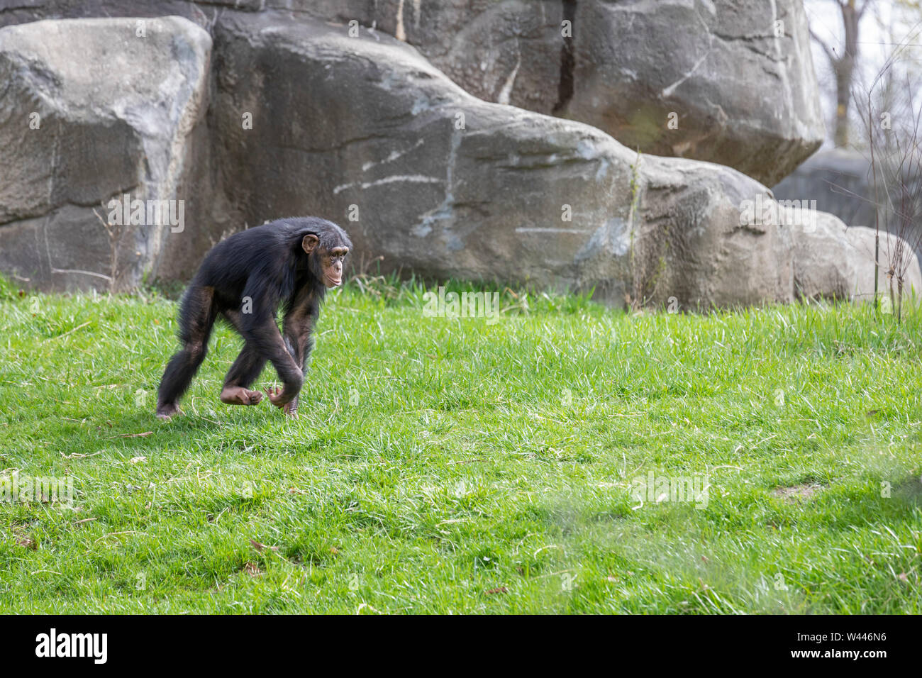 Detroit, Michigan - uno scimpanzé (Pan troglodytes) al lo Zoo di Detroit. Foto Stock