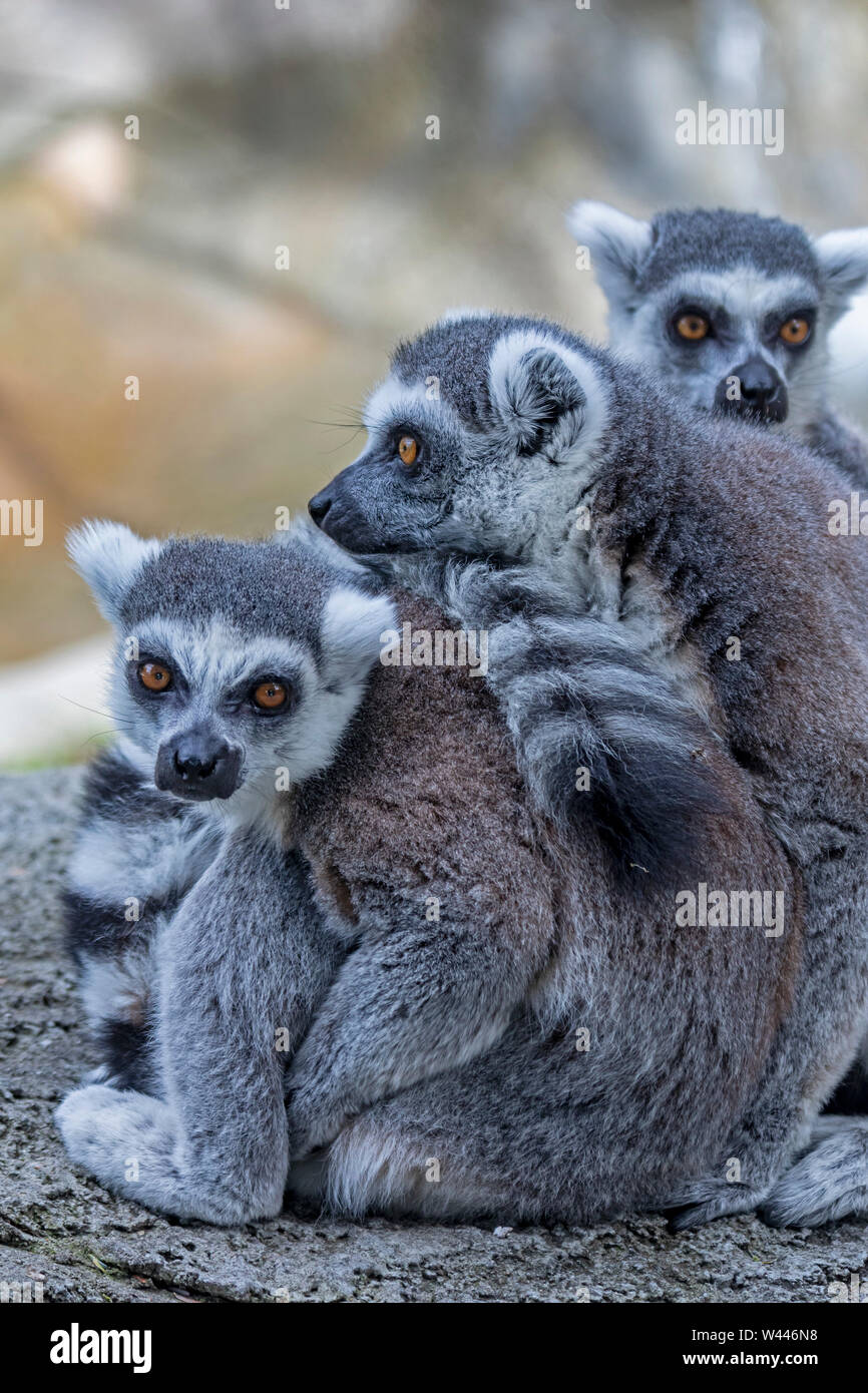 Detroit, Michigan - Ringtailed lemuri (Lemur catta) al lo Zoo di Detroit. Foto Stock