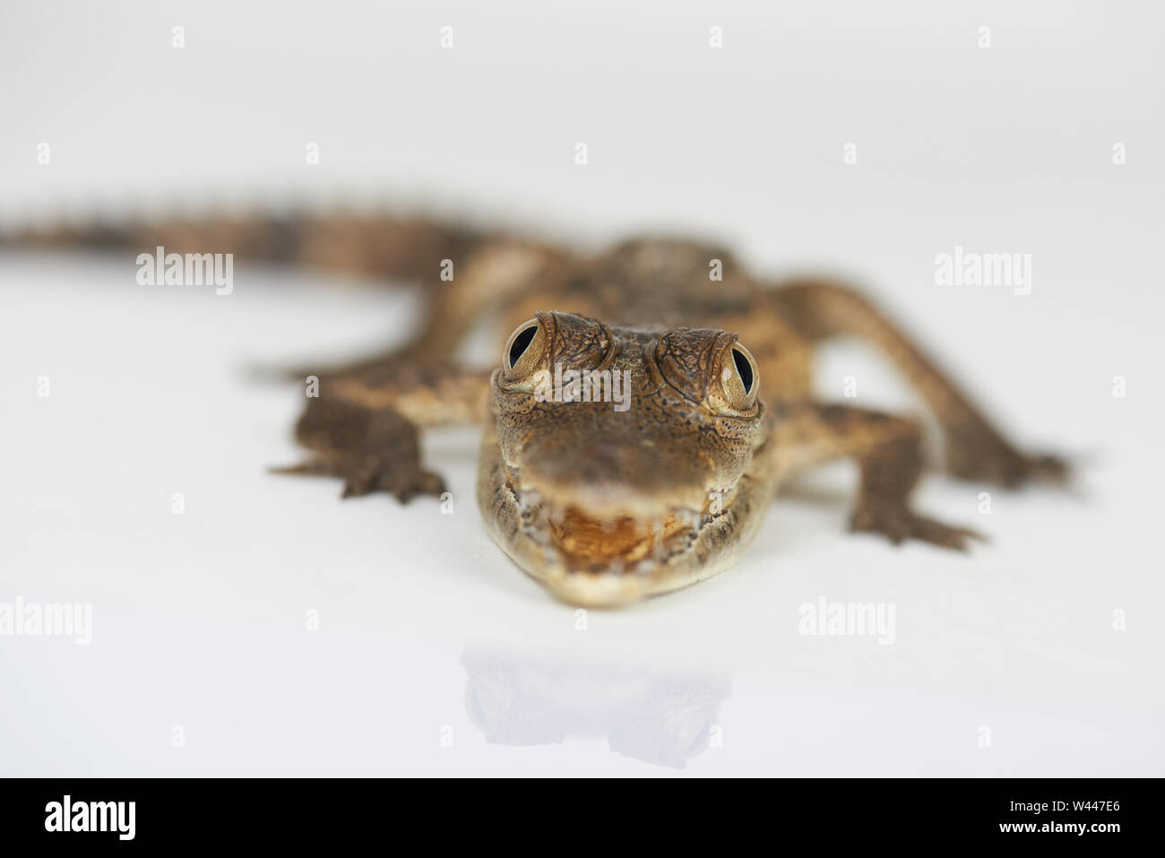 Gli occhi del piccolo coccodrillo di vista ravvicinata su sfondo per studio Foto Stock