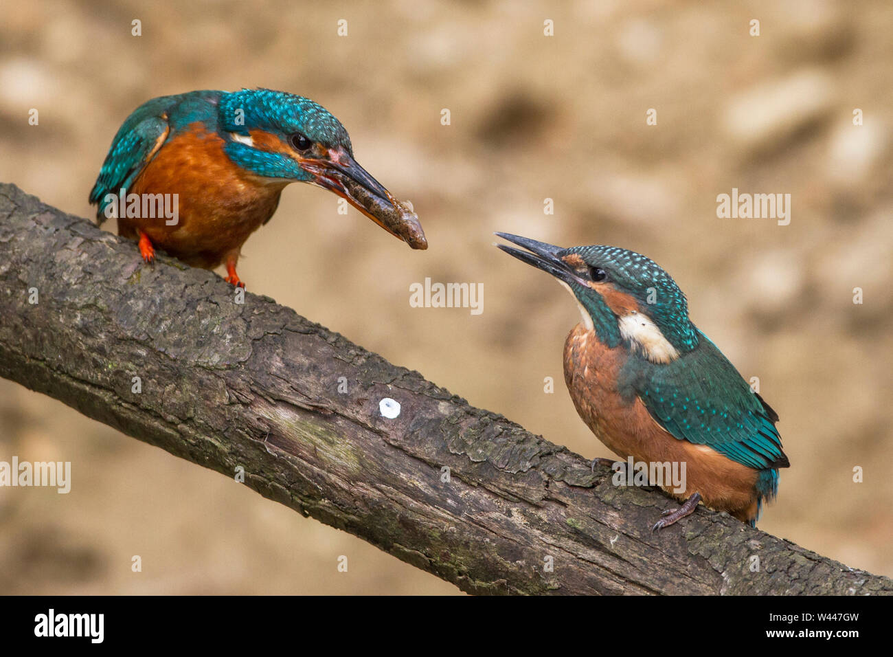 Fiume kingfisher, Eisvogel (Alcedo atthis) Weibchen füttert Jungvogel Foto Stock