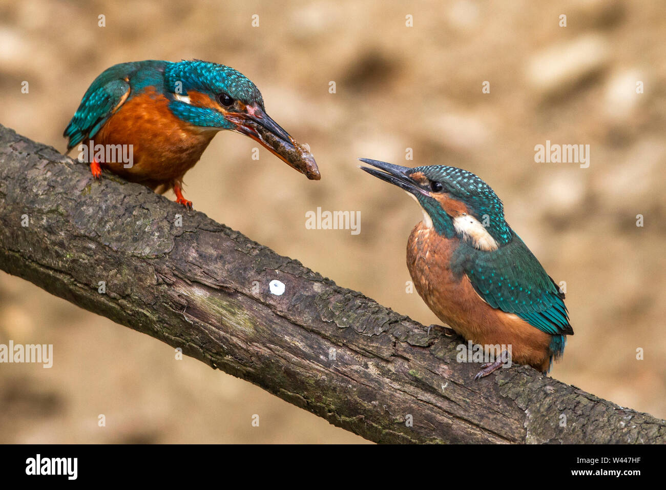 Fiume kingfisher, Eisvogel (Alcedo atthis) Weibchen füttert Jungvogel Foto Stock