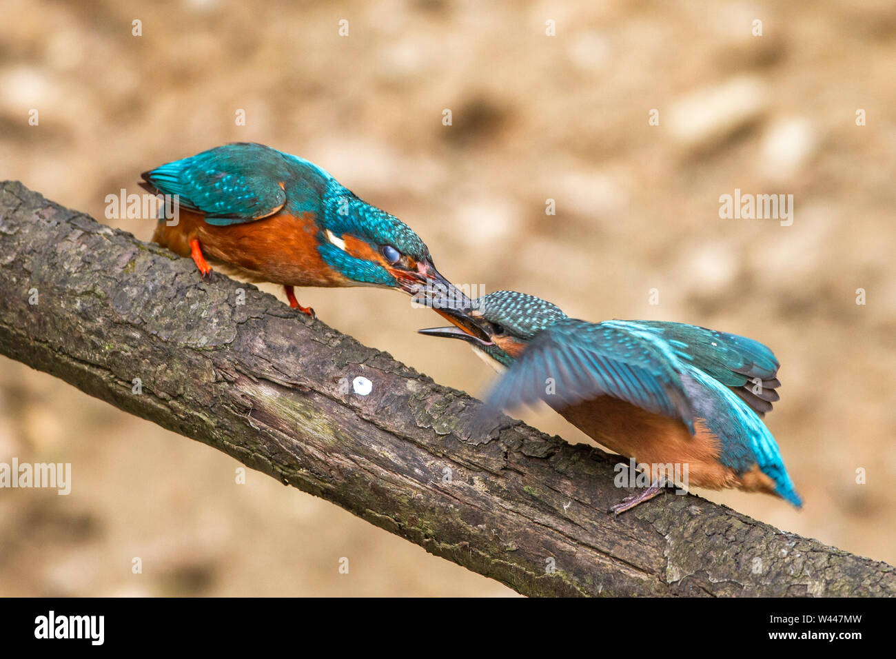 Fiume kingfisher, Eisvogel (Alcedo atthis) Weibchen füttert Jungvogel Foto Stock