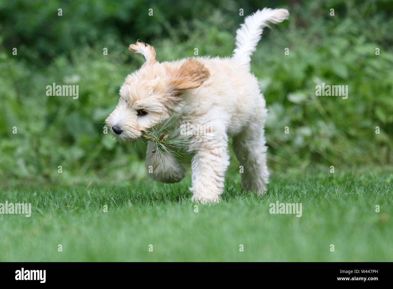 Un giovane mini golden doodle cucciolo giocare al di fuori in un cortile in estate Foto Stock