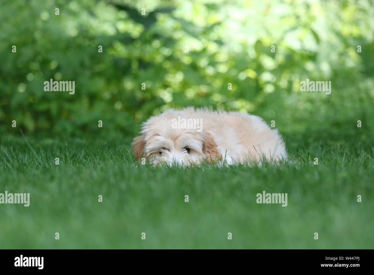 Un giovane mini golden doodle cucciolo giocare al di fuori in un cortile in estate Foto Stock