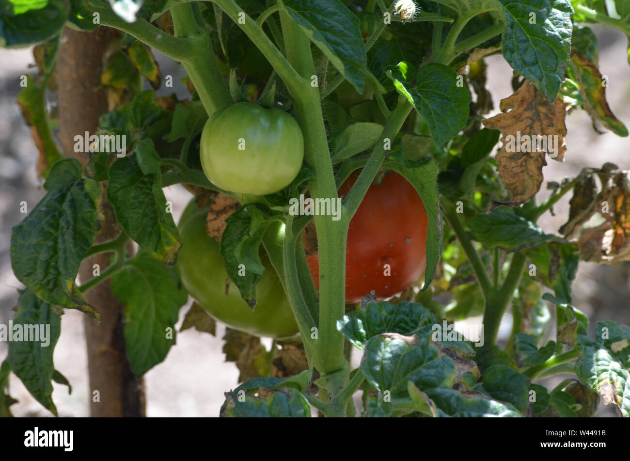 Un frutteto di pomodoro in Uhum village, Nuratau montagne Foto Stock