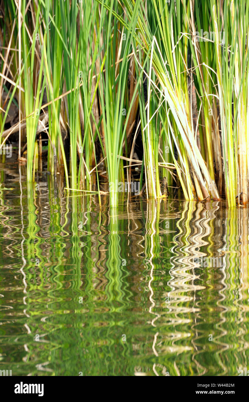 Le piante d'acqua e le canne riflesse nello stagno creano un effetto  zig-zag Foto stock - Alamy