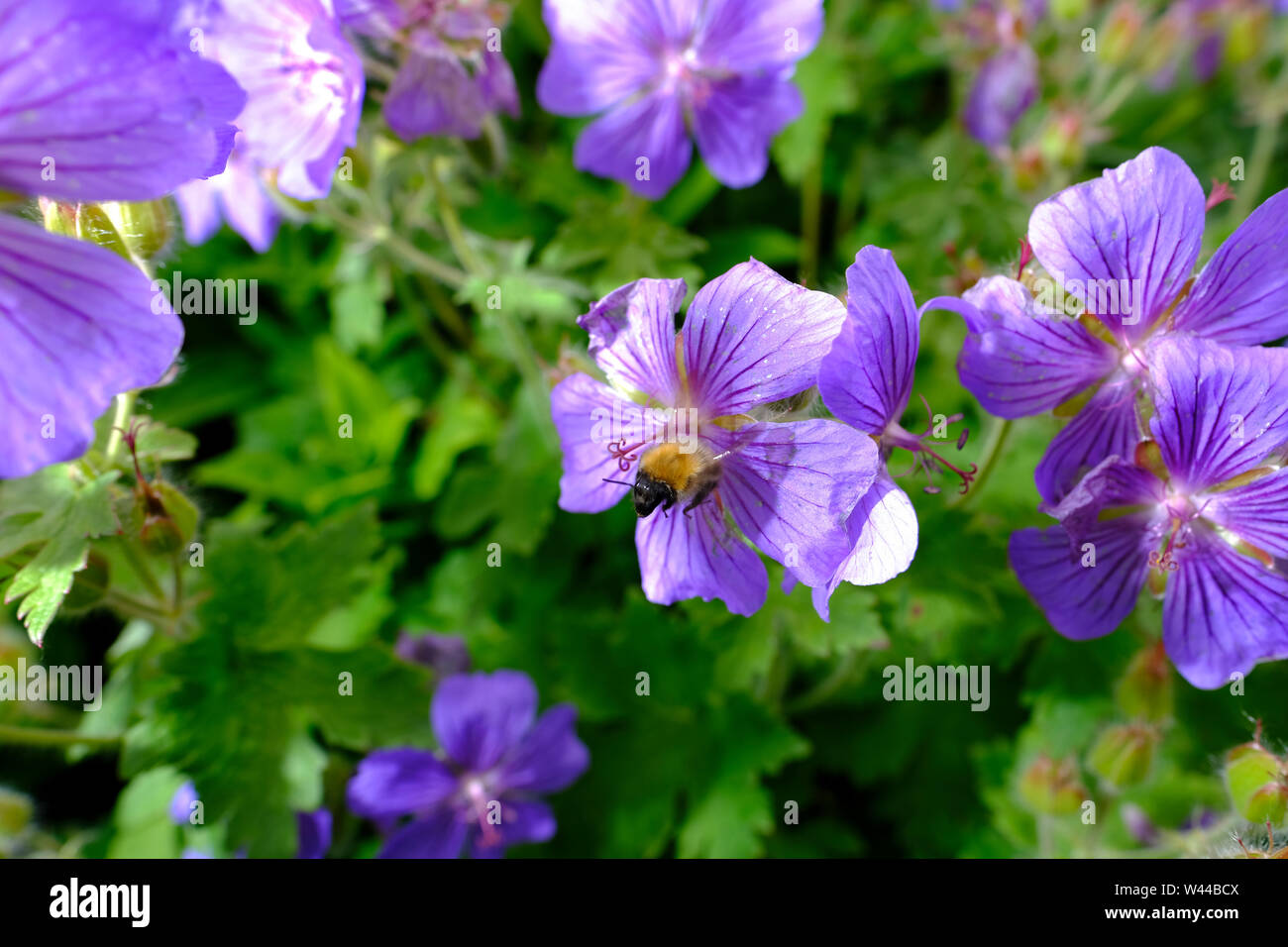 Geranio fiori di essere impollinata da un Bumble Bee in un cottage Inglese giardino confine erbacee Foto Stock