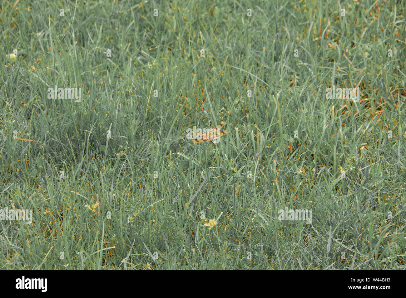 Dragonfly atterra sul campo erboso Foto Stock