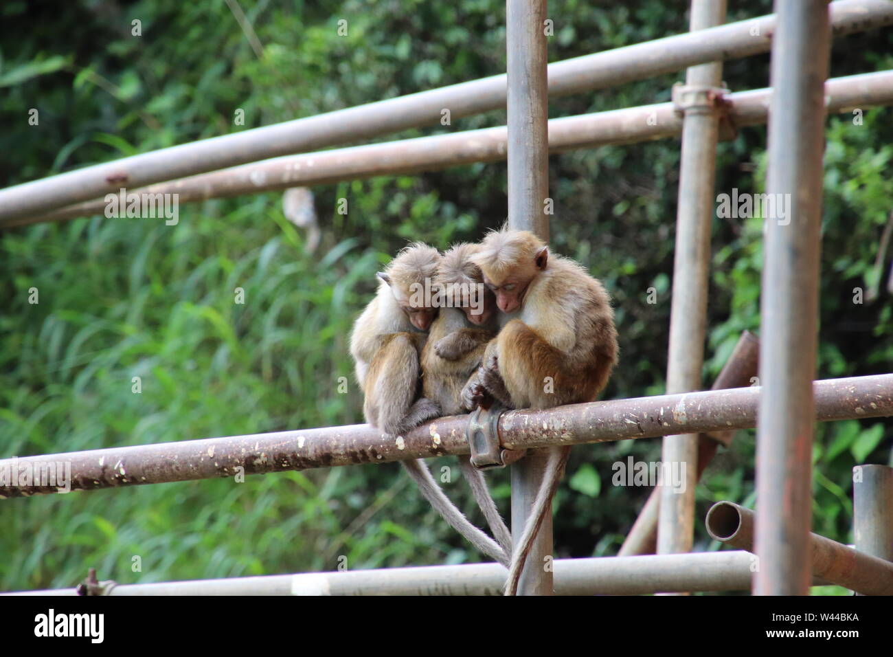 Le scimmie napping Foto Stock