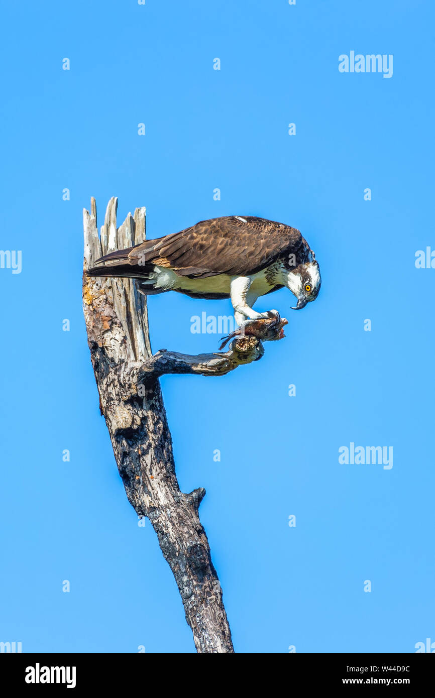 Falco pescatore (Pandion haliaetus) mangiare pesce in Flamingo campeggio. Parco nazionale delle Everglades. Florida. Stati Uniti d'America Foto Stock