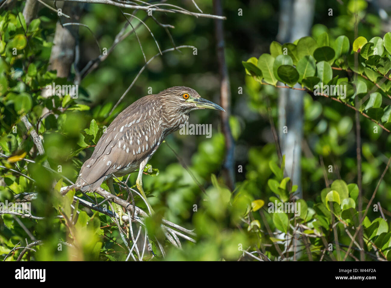 I capretti nitticora (Nycticorax nycticorax) in Big Cypress National Preserve. Florida. Stati Uniti d'America Foto Stock