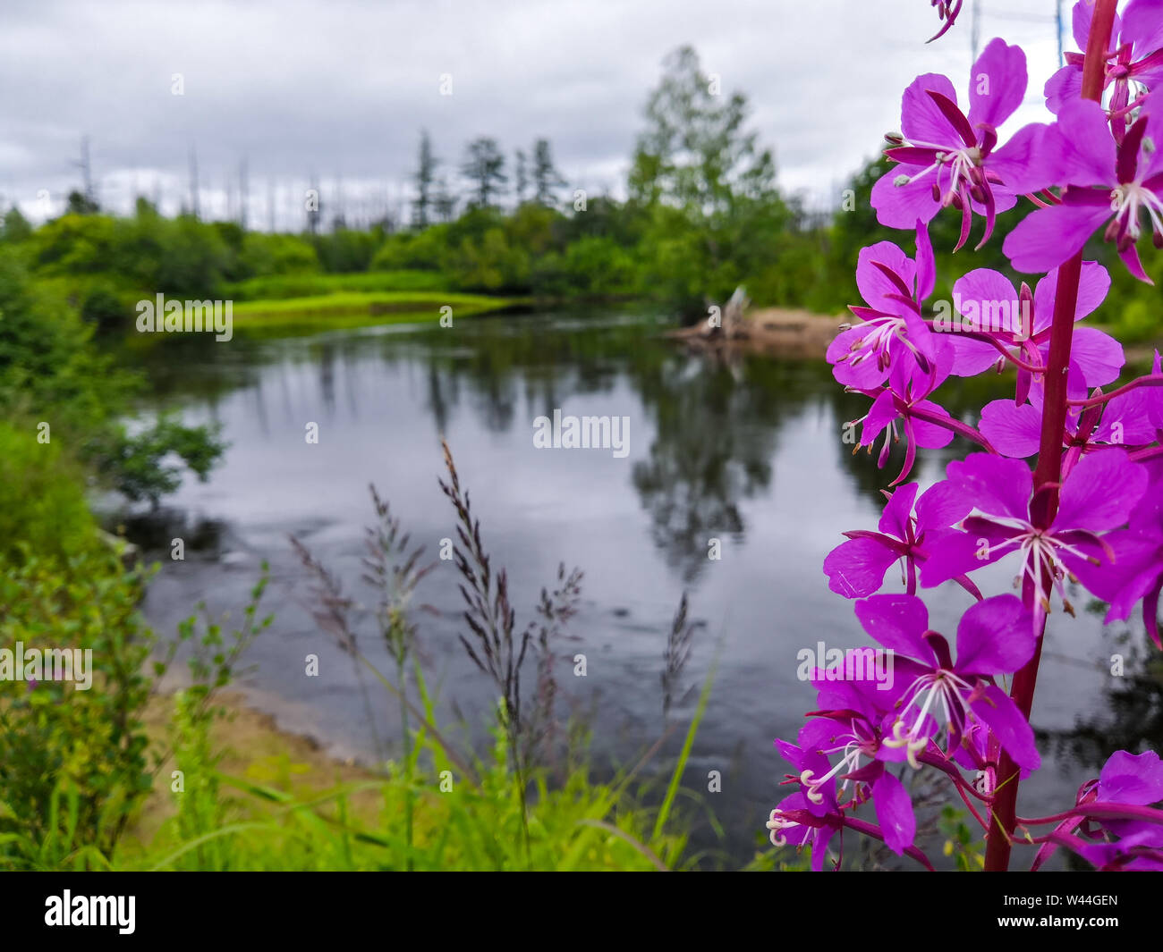 La deposizione delle uova fiume della regione di Sakhalin, acque interne nella foresta, composizione con i diversi piani di messa a fuoco selettiva su un fiore di colore viola. Foto Stock