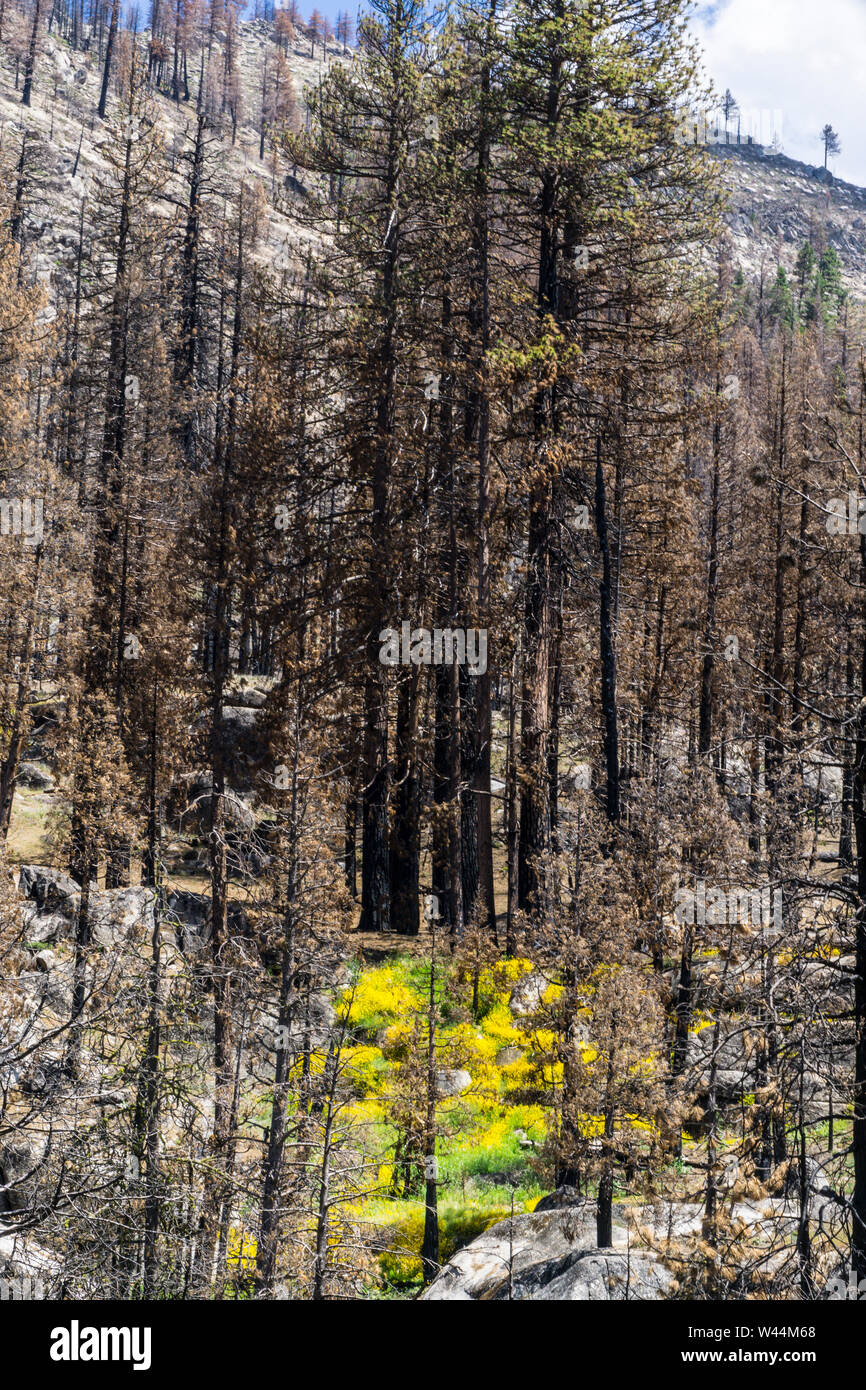 La nuova crescita in mezzo al fuoco devastò alberi ancora in piedi dopo il 2018 Donnell fire in sonora passata della California della Sierra Nevada. Foto Stock