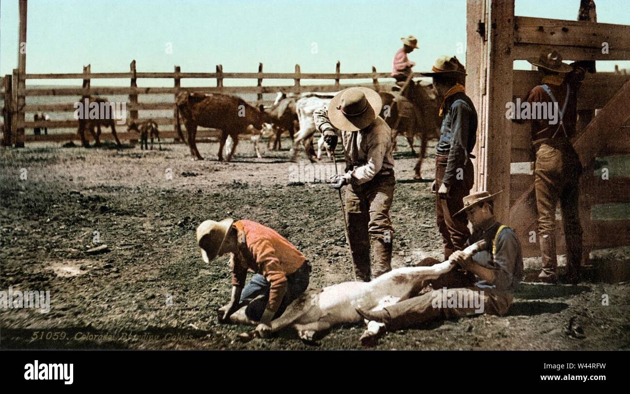 Colorado - Branding vitelli c. 1900. Foto Stock