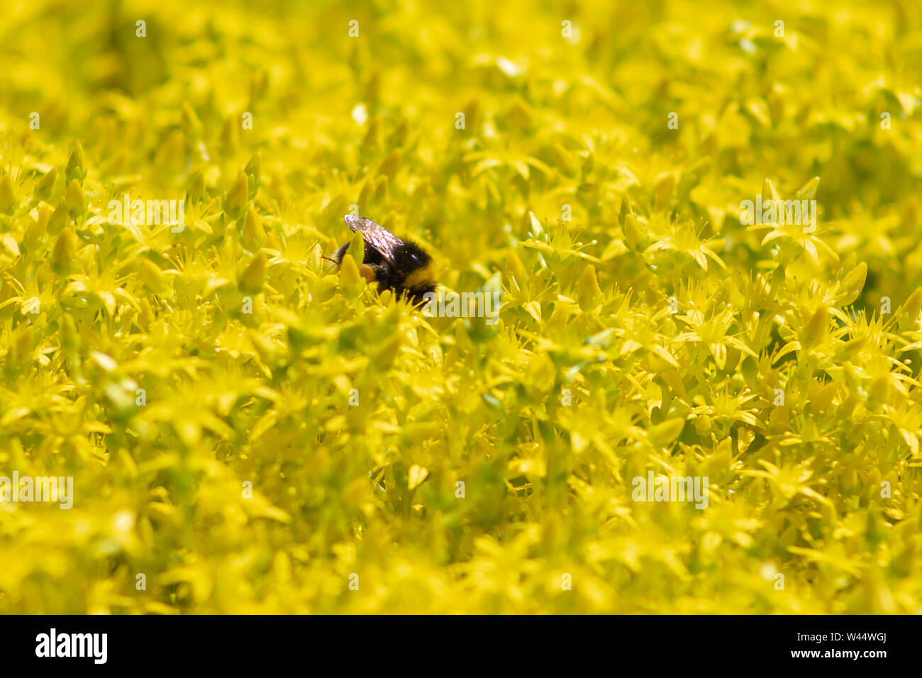 Sedum acre, Golden moss scalpellatore o stonecrop caustiche, noto come rosa gialla Foto Stock