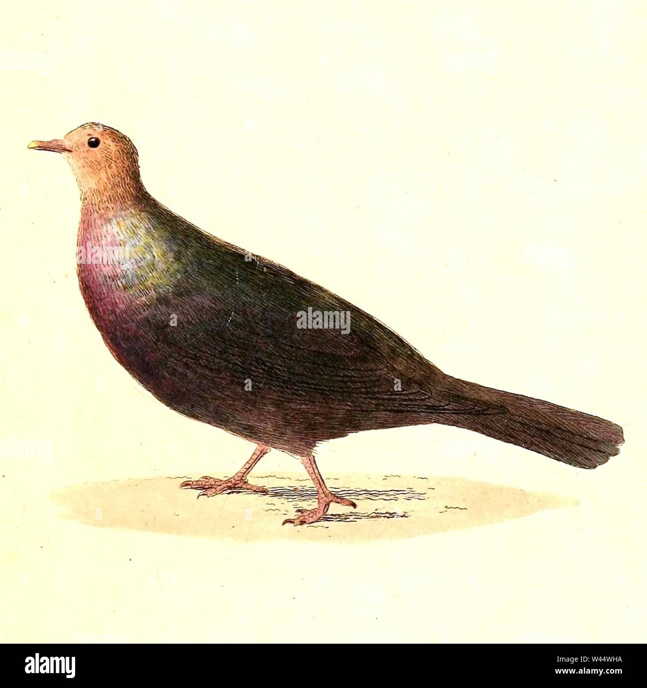 Columba janthina 1832. Foto Stock