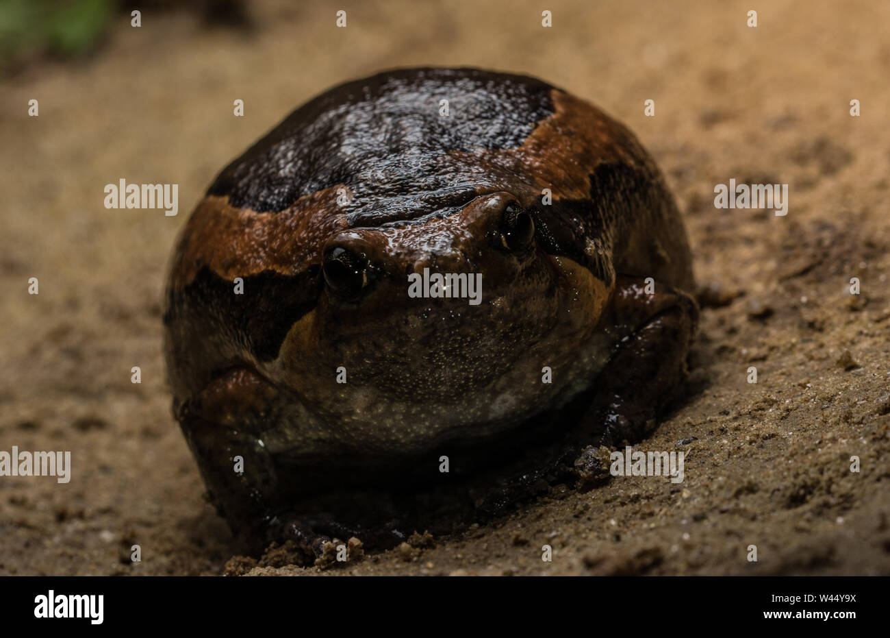 Nastrare Bullfrog (Kaloula pulchra) da Hong Kong, Hong Kong. Foto Stock