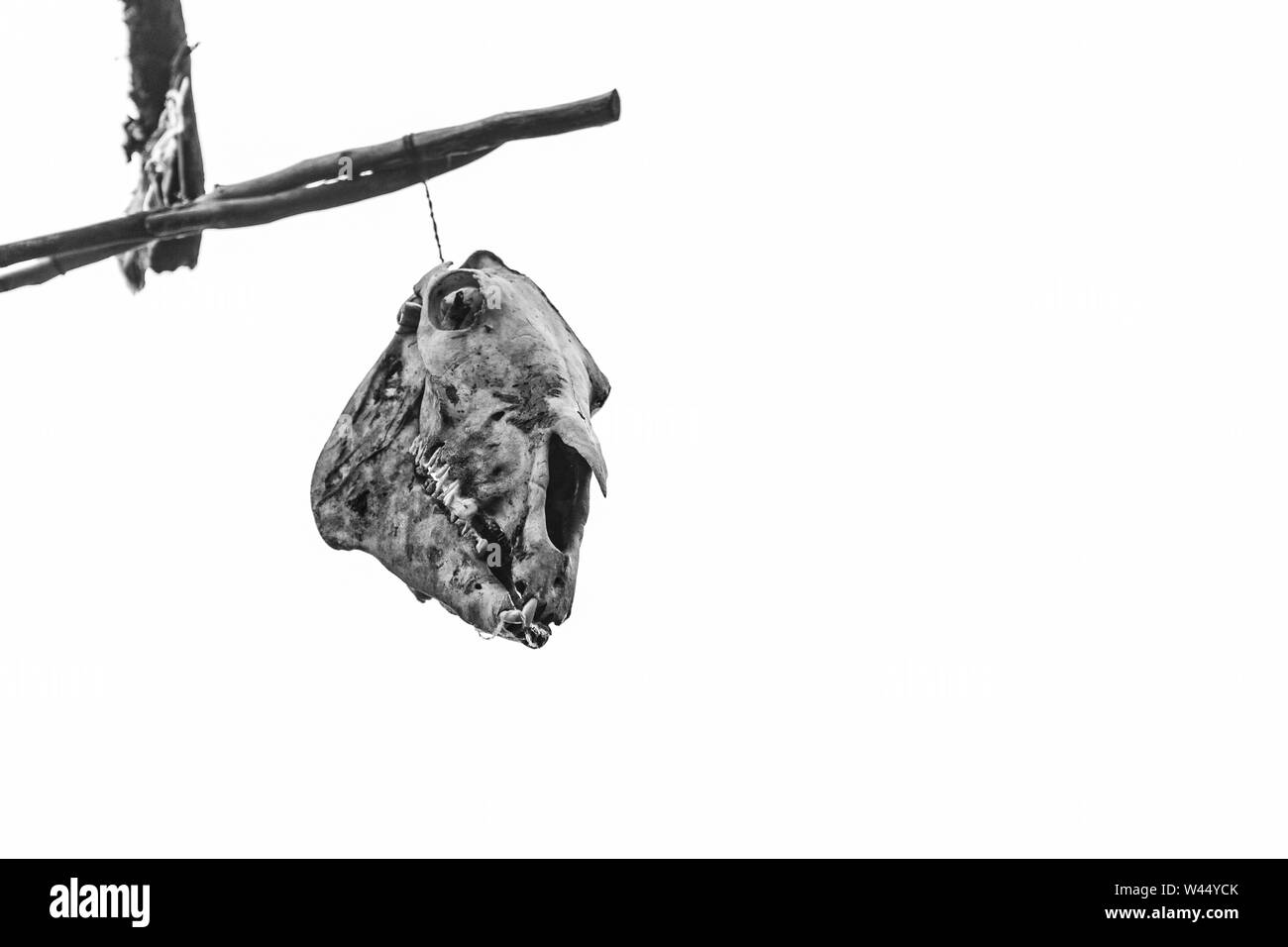 Una vista in bianco e nero di un animale cranio appesi da bambù, isolata contro un cielo bianco con copia spazio, oggetto sacro durante il festival di La cultura degli americani nativi Foto Stock