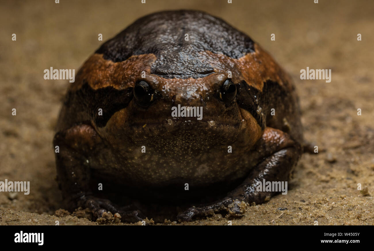 Nastrare Bullfrog (Kaloula pulchra) da Hong Kong, Hong Kong. Foto Stock