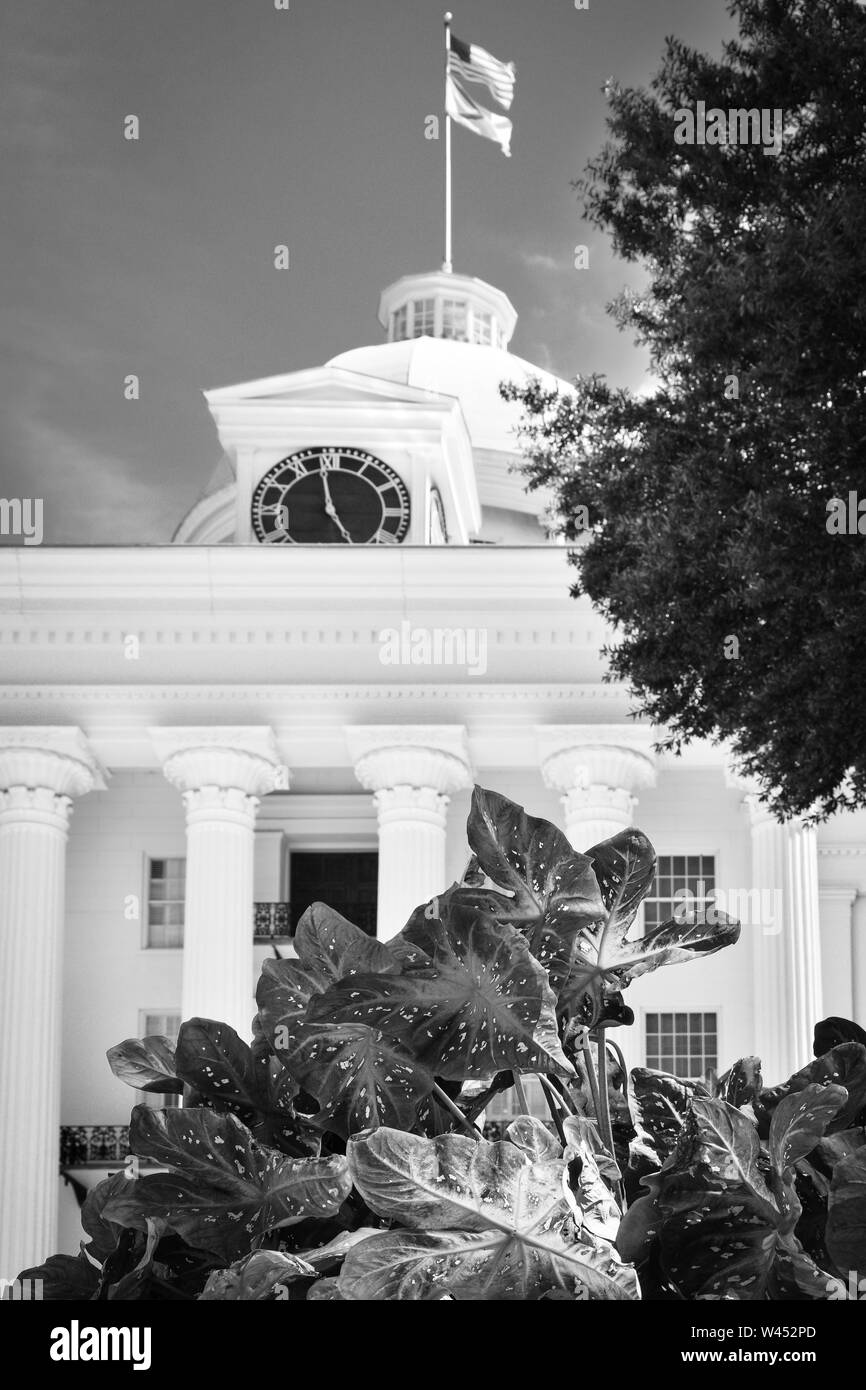 Anguria Begonia piante coltivate nella parte anteriore del Revival Greco design dell'Alabama State Capitol Building in Montgomery, AL, Stati Uniti d'America, in bianco e nero Foto Stock