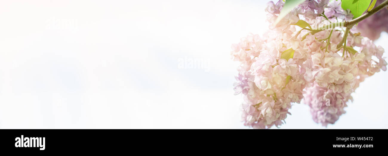 Ramo di Banner lilac Lily su uno sfondo di cielo blu in una giornata di sole. Foto di forma allungata Foto Stock