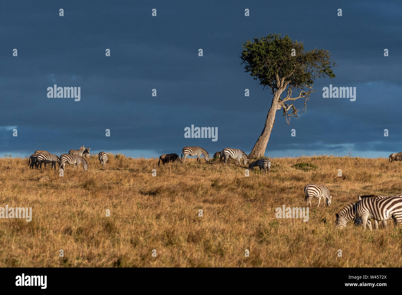 Bellissimi paesaggi durante la grande stagione migratoria nel Maasai Mara triangle Foto Stock
