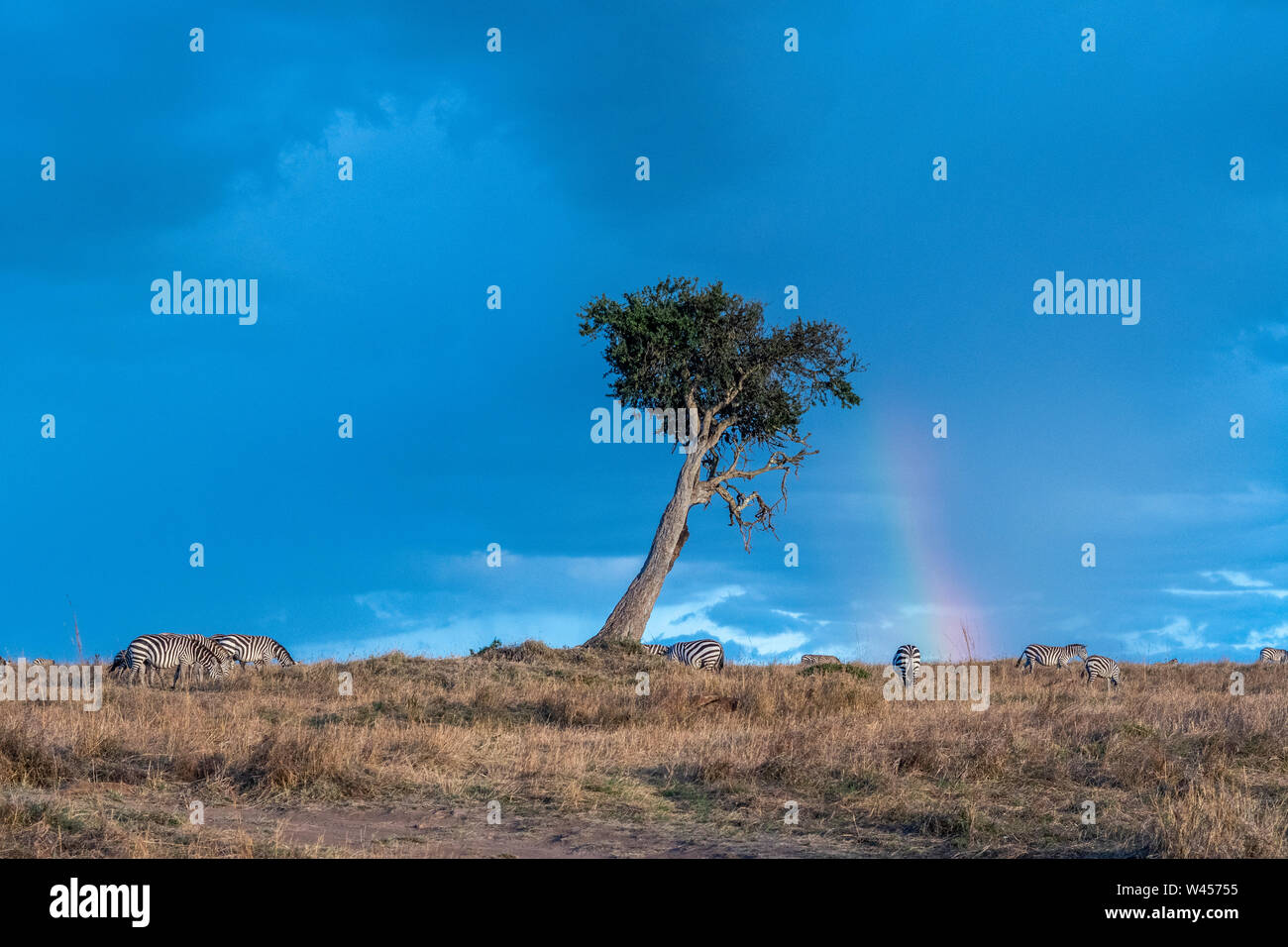 Bellissimi paesaggi durante la grande stagione migratoria nel Maasai Mara triangle Foto Stock