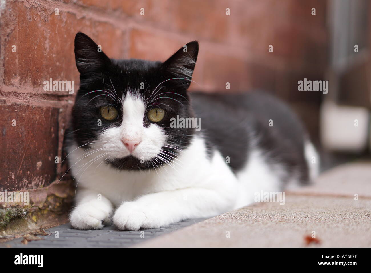 Tuxedo gatto in giardino Foto stock - Alamy