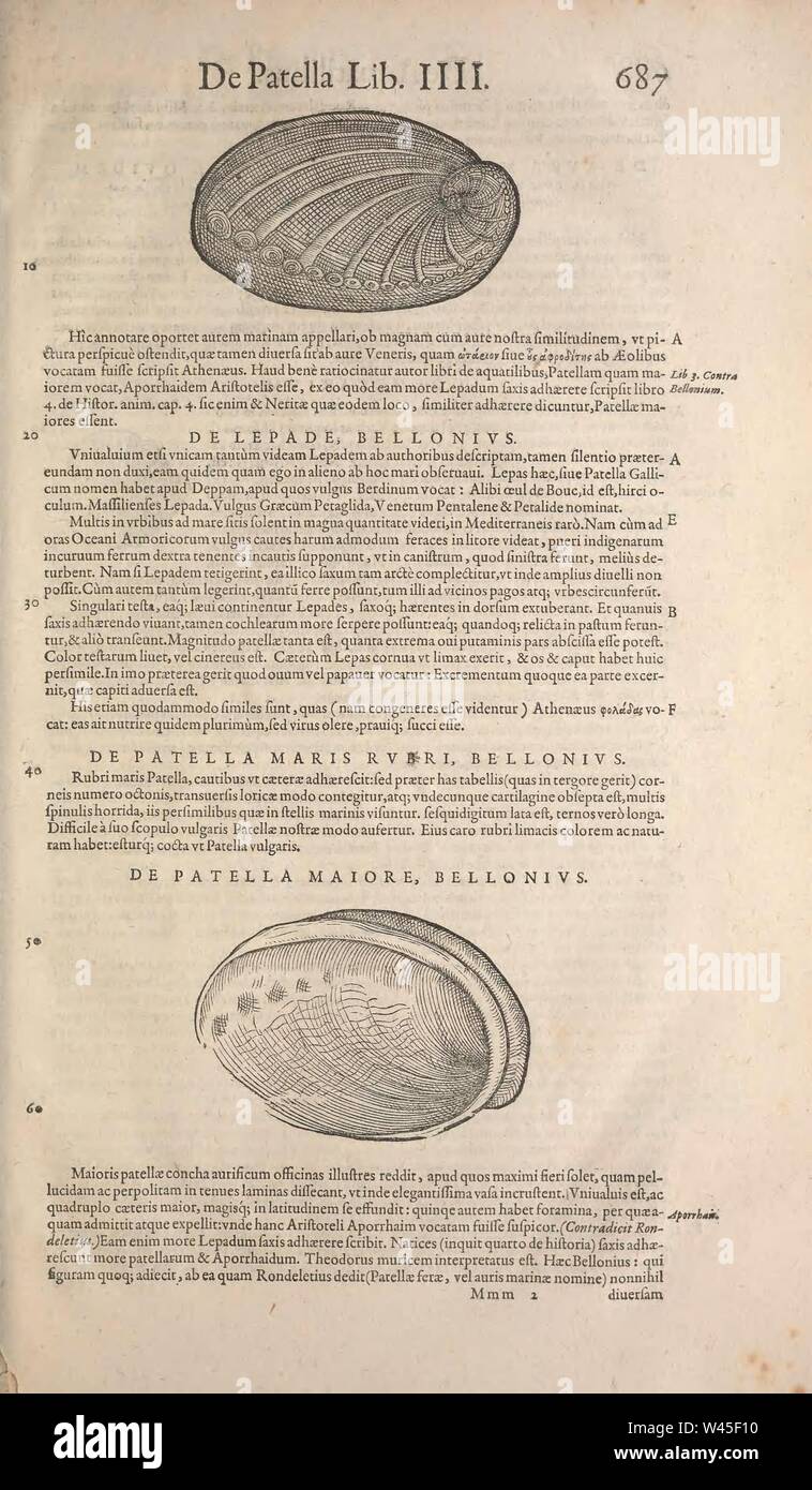 Conradi Gesneri medici Tigurini Historiae animalium liber IV (pagina 687) Foto Stock