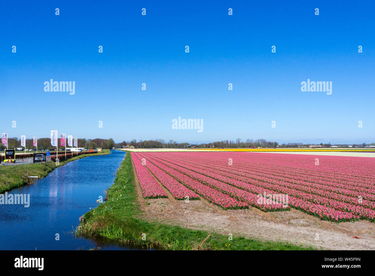 Incredibile campo di tulipani in Olanda Foto Stock