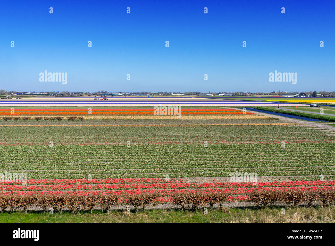 Incredibile campo di tulipani in Olanda Foto Stock