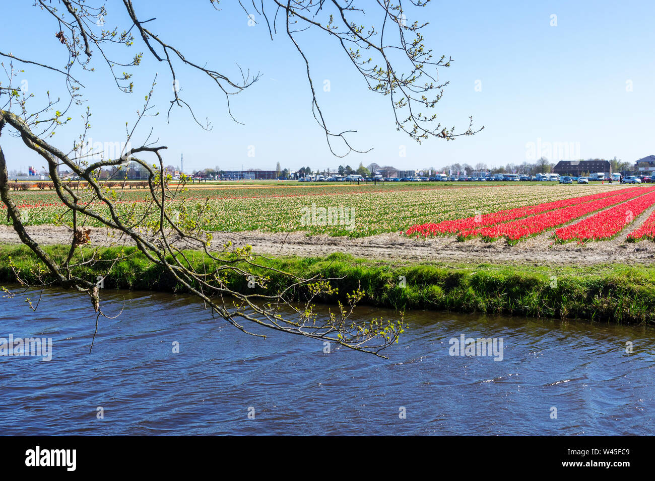 Incredibile campo di tulipani in Olanda Foto Stock