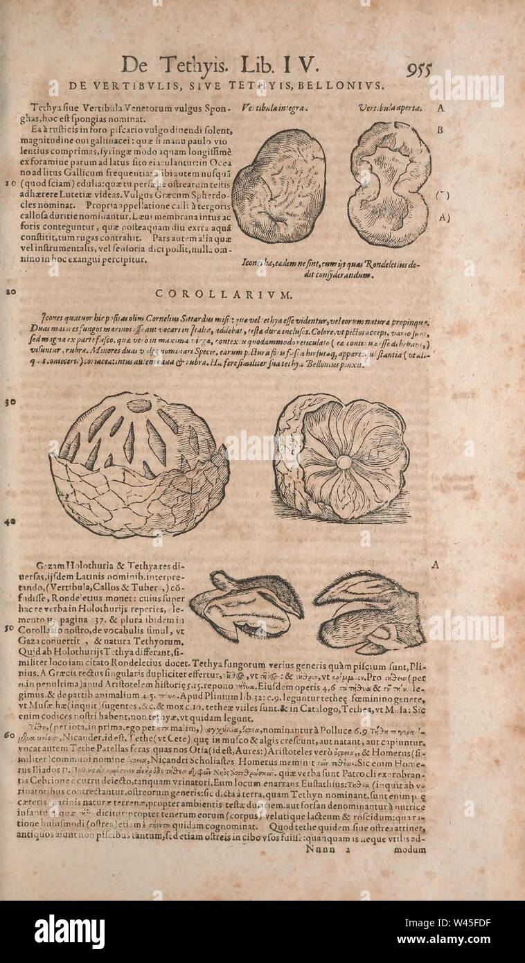 Conradi Gesneri medici Tigurini Historiae animalium liber IV (pagina 955) Foto Stock