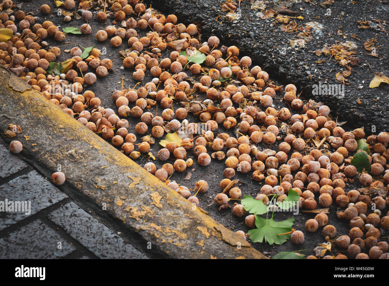 Caduto surmature susine da un albero in gronda di una strada di città, STATI UNITI D'AMERICA Foto Stock