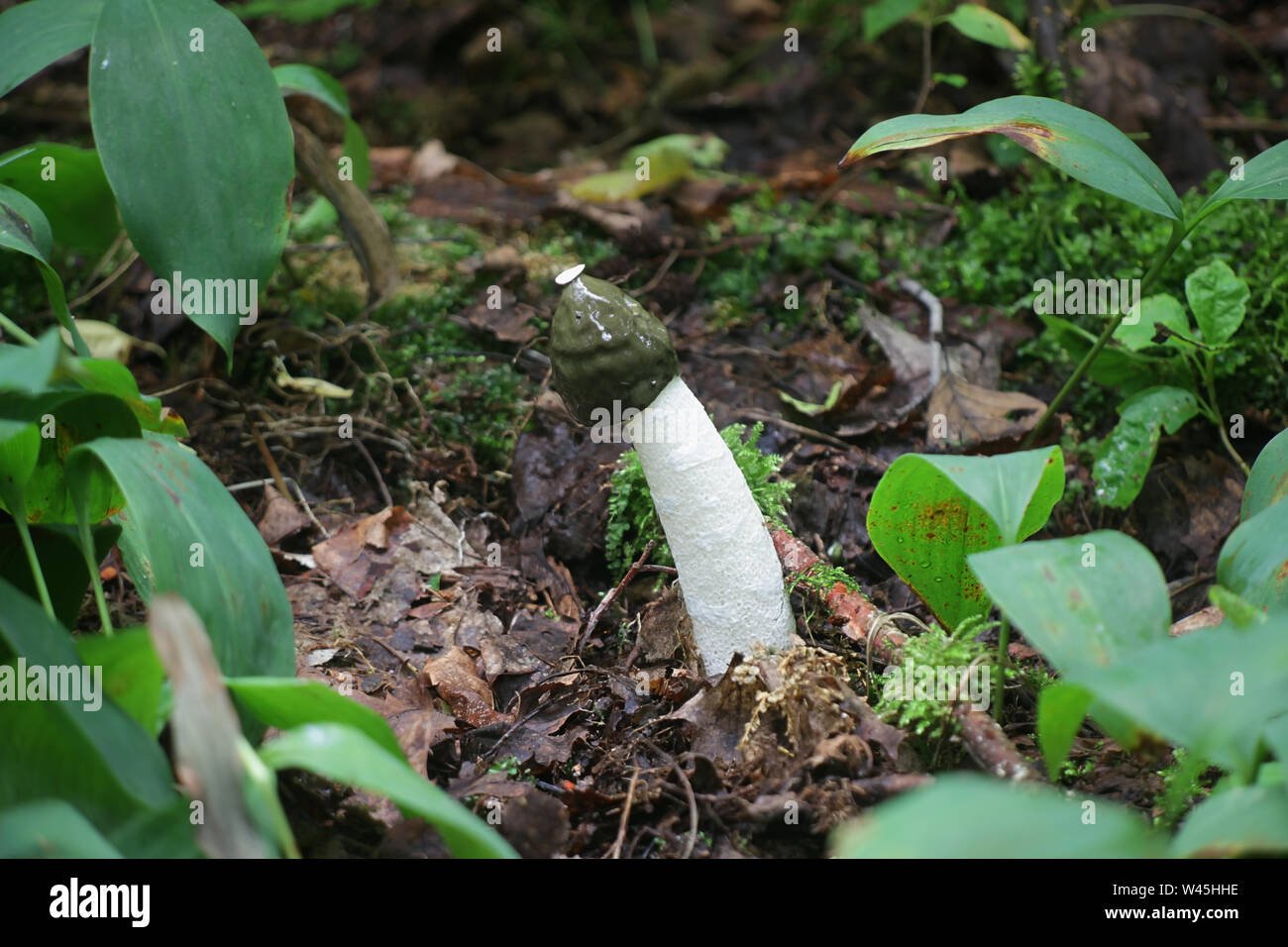 Phallus impudicus, noto come il common stinkhorn, funghi selvatici dalla Finlandia Foto Stock
